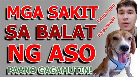Bakit may kasamang bula ang ihi ng aso